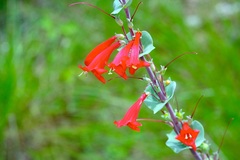 Penstemon murrayanus
