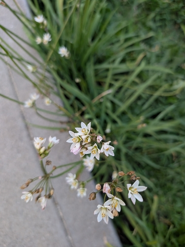 Onion Weed