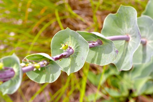 Penstemon murrayanus, photograph 1