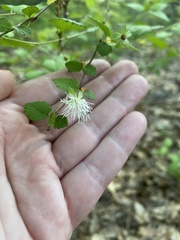 Fothergilla
