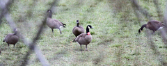 Branta canadensis occidentalis