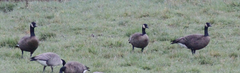 Branta canadensis occidentalis