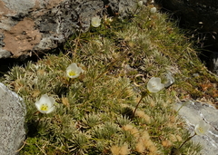 Gentianella montana
