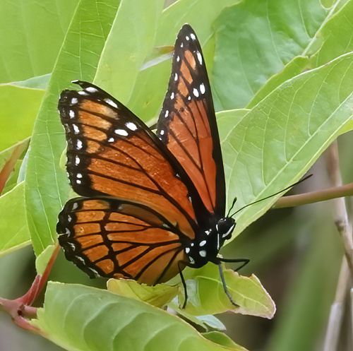Viceroy