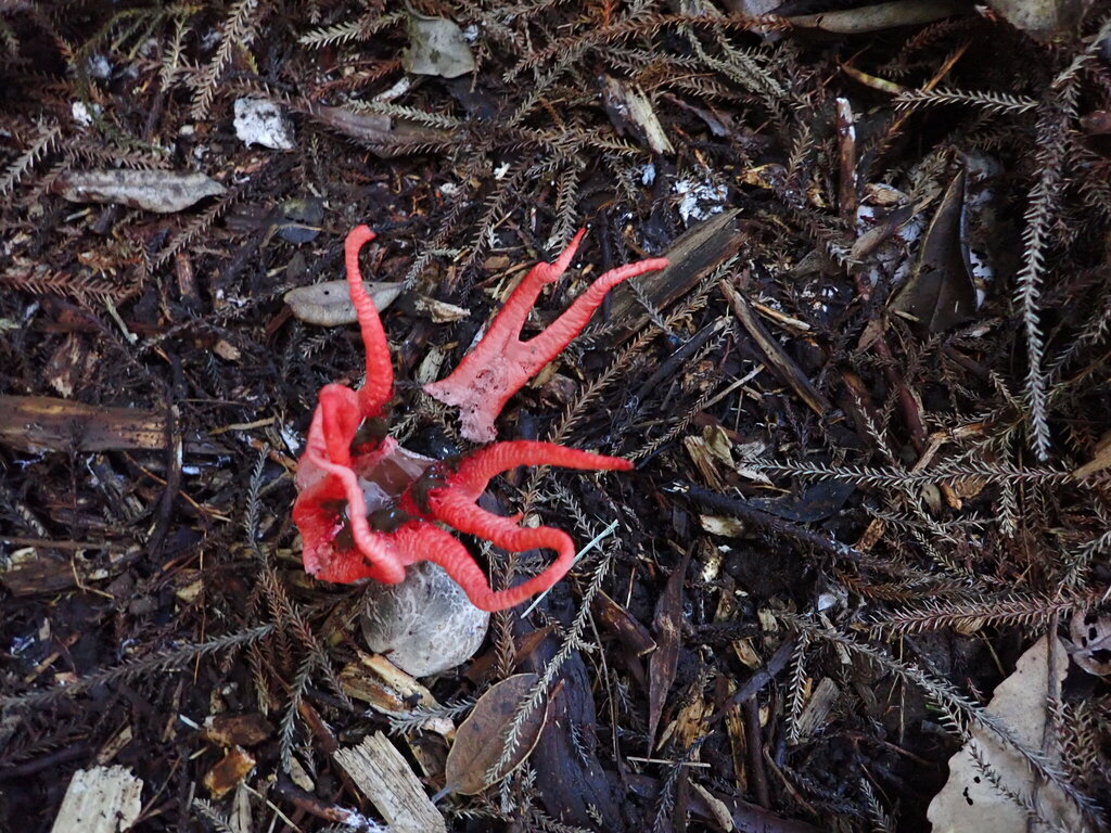 Clathrus archeri · May 2026 · photo: © bethmaree (iNaturalist, cc-by)
