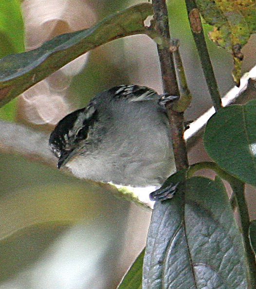 Roraiman Antwren (Herpsilochmus roraimae)
