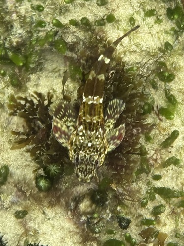 Bovichtus angustifrons