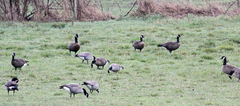 Branta canadensis occidentalis