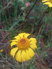 Helenium brevifolium