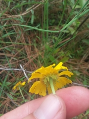 Helenium brevifolium