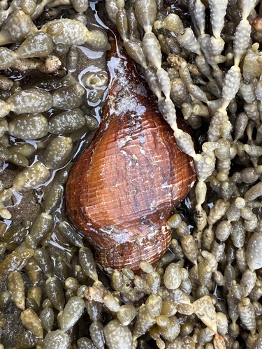 Australaria australasia