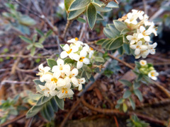 Pimelea mimosa
