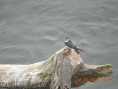 Tachycineta albilinea