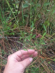 Helenium brevifolium