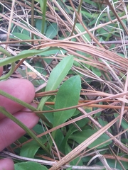 Helenium brevifolium