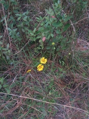 Helenium brevifolium