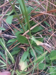 Helenium brevifolium