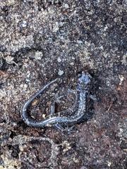 Plethodon glutinosus
