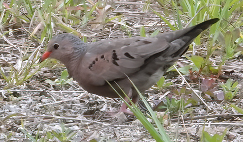 Common Ground Dove