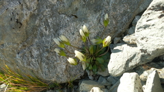 Gentianella divisa