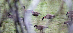 Branta canadensis occidentalis