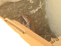 Aspidoscelis motaguae