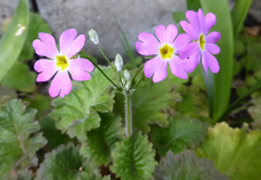 Primula malacoides