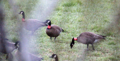 Branta canadensis occidentalis