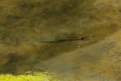 Pseudoxiphophorus bimaculatus