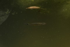 Pseudoxiphophorus bimaculatus