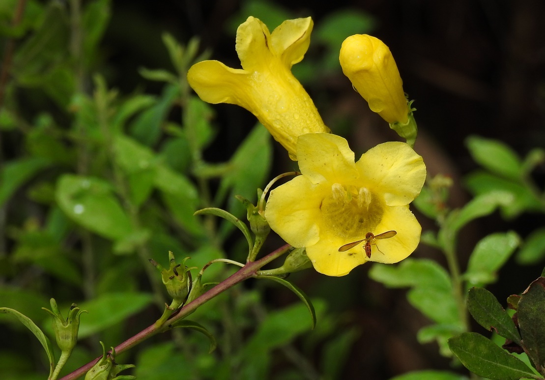 Aureolaria flava