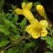 Smooth Yellow False Foxglove - Photo (c) Mark Kenderdine, some rights reserved (CC BY-NC), uploaded by Mark Kenderdine