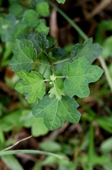 Urena procumbens, photograph author not stated, no rights reserved