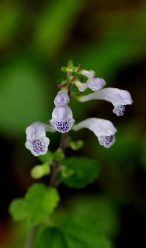 Scutellaria indica