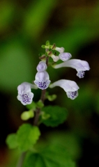 Scutellaria indica