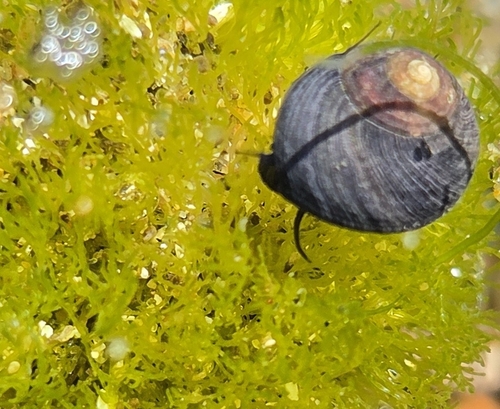 Tegula funebralis