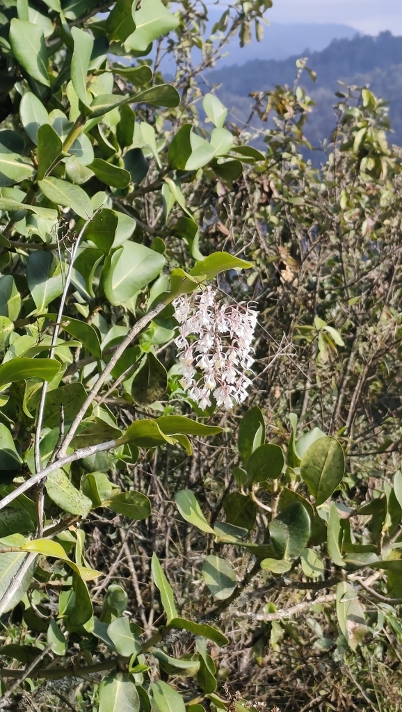 Epidendrum camposii Hágsater