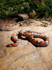 Cemophora coccinea copei