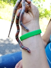Cemophora coccinea copei