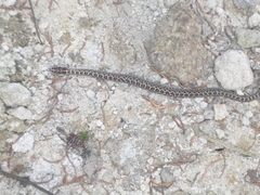 Crotalus triseriatus