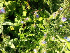 Bombus terricola image