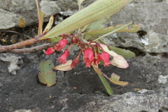 Comarostaphylis glaucescens