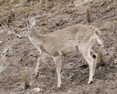 Odocoileus virginianus ustus