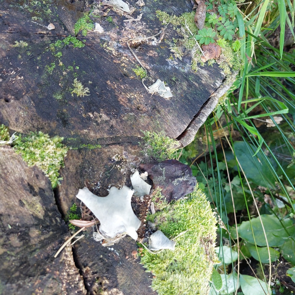Auricularia cornea · April 2026 · photo: © catchwords (iNaturalist, cc-by)