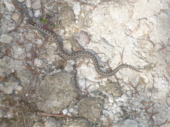 Crotalus triseriatus