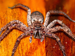 Tomopisthes horrendus