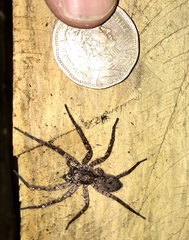 Tomopisthes horrendus