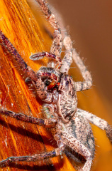 Tomopisthes horrendus