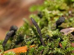 Xylaria apiculata