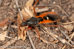 Ectomocoris truculentus